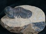 Rare Bulbous Nosed Actinopeltis Trilobite - #8206-1